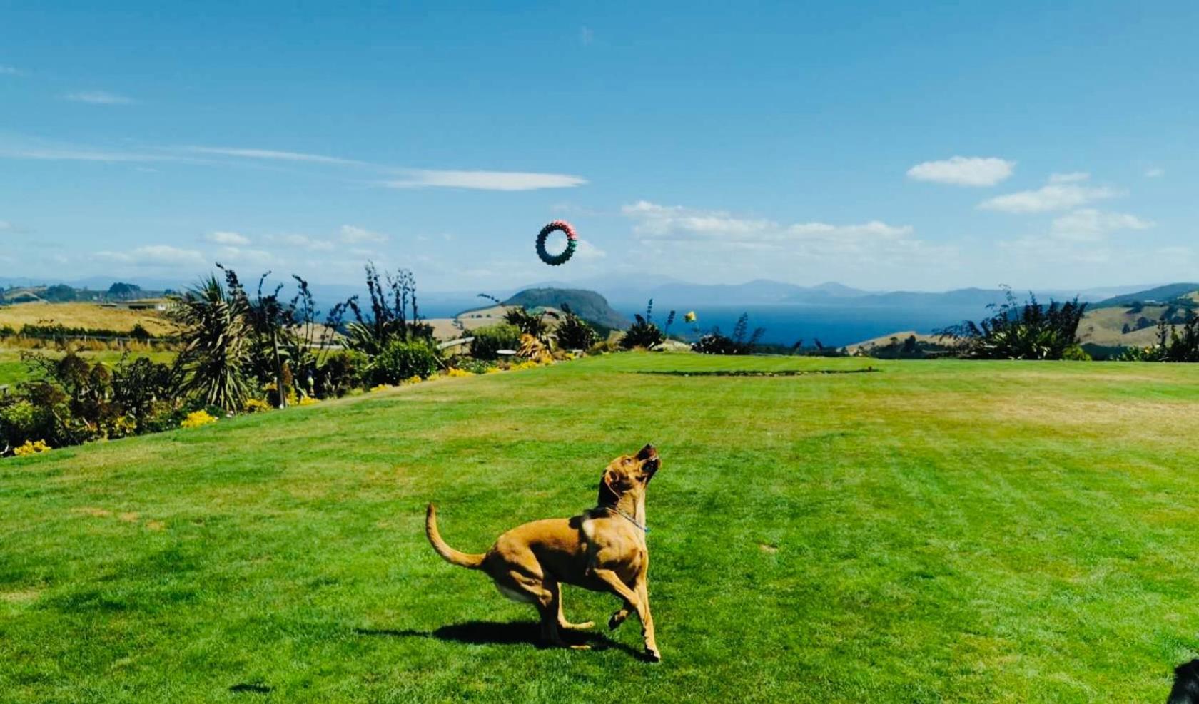 Hilltop Whakaipo Estate เทาโป ภายนอก รูปภาพ